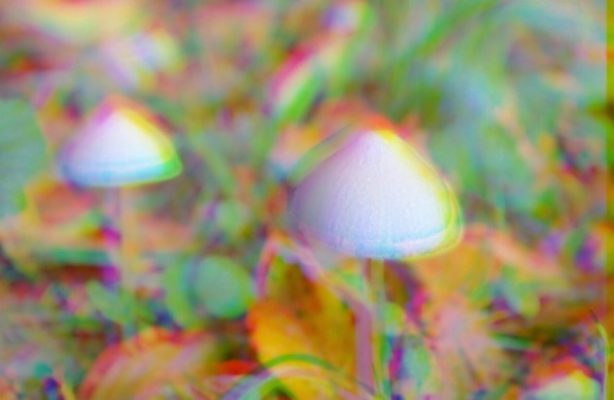effects of magic mushrooms